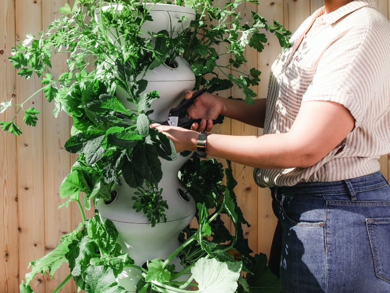 paysage et du jardin